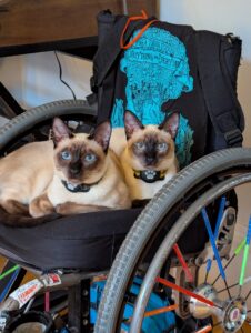two siamese cats curled together, staring intently at the camera, on a manual wheelchair. the backrest reads, Para Todos Todo, Everything for Everyone