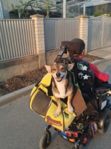 Bobby enjoying a ride on the back of my power wheelchair during an evening walk